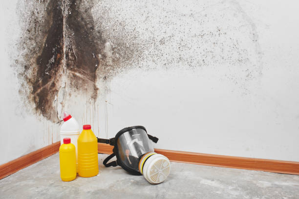 Best Attic Mold Remediation in La Puebla, NM