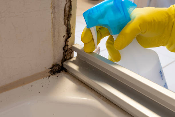Best Bathroom Mold Remediation in La Puebla, NM
