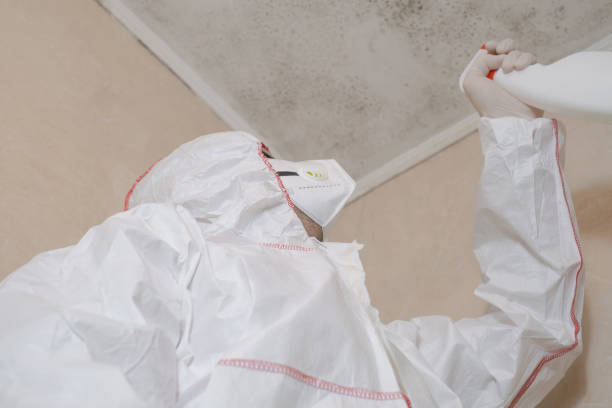 Best Post-Flood Mold Remediation in La Puebla, NM