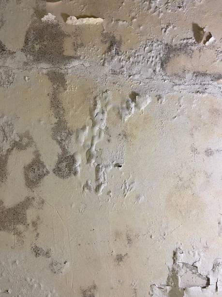 Best Basement Mold Remediation in La Puebla, NM