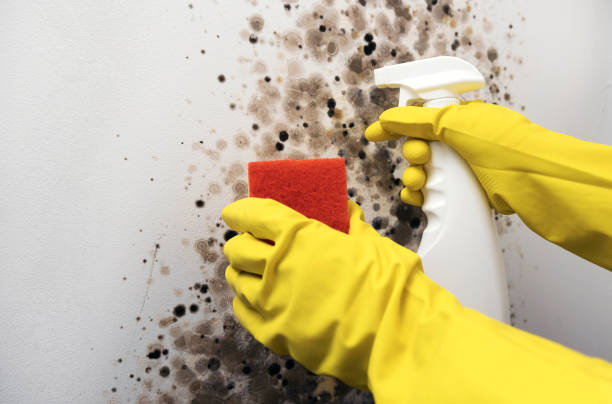 Best HVAC Mold Remediation in La Puebla, NM